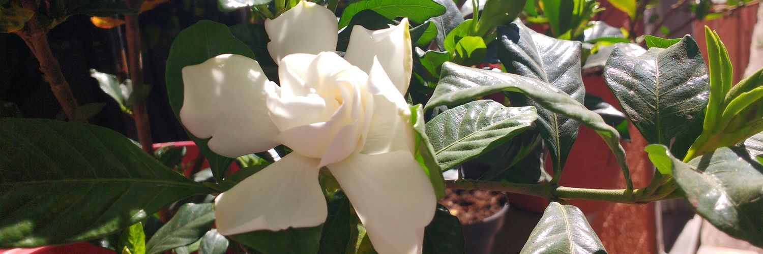 acostamarina's profile banner image