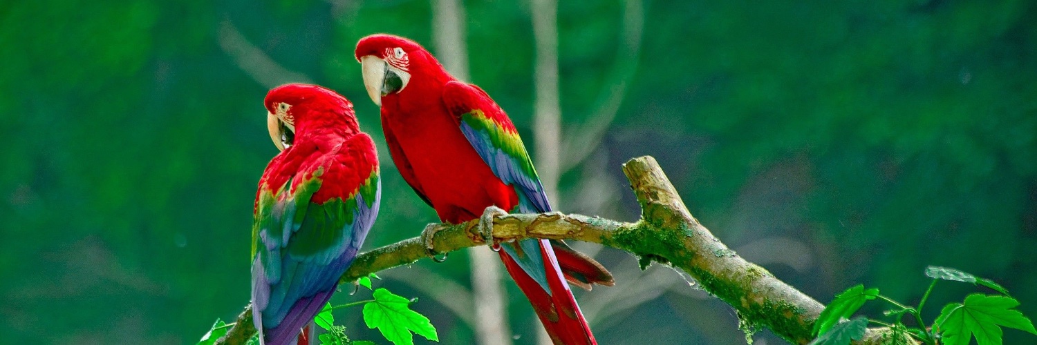 birdfunfacts's profile banner image
