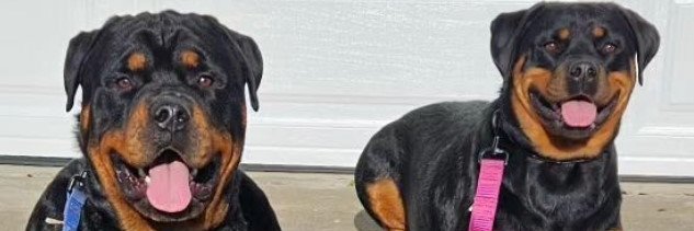 rott_tamer's profile banner image