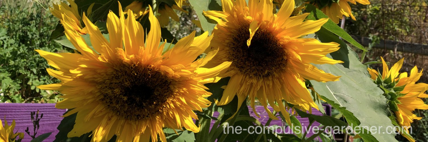 frogoperafarm's profile banner image