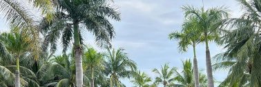 banzhitutu's profile banner image