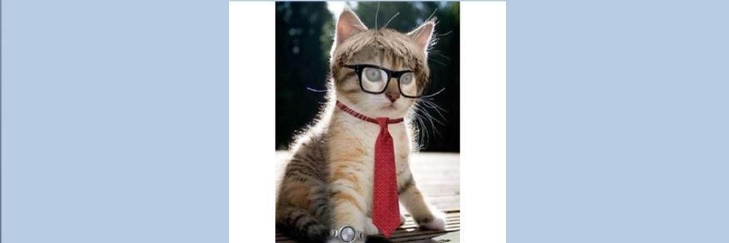 PhillyTaxCat's profile banner image