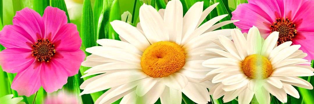tanvibhatt87's profile banner image