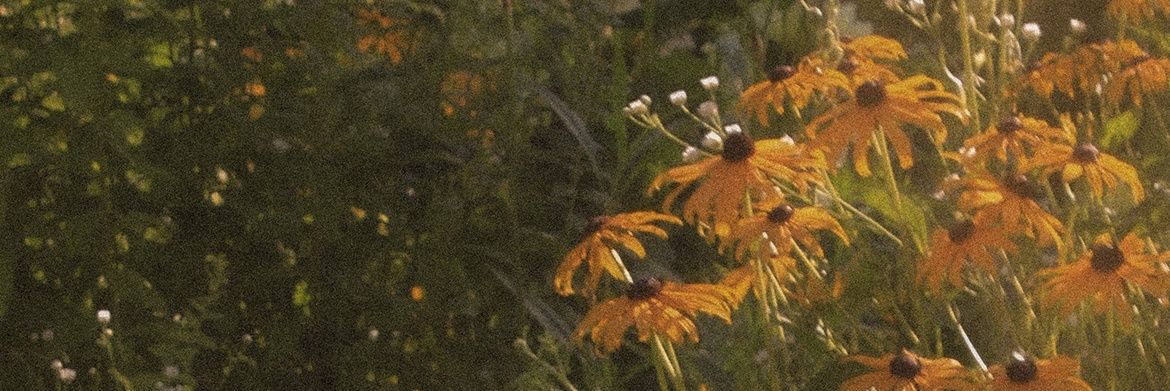 hi everything banner