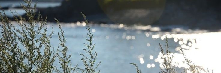 roseatue's profile banner image