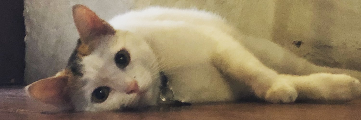 AliceUc's profile banner image