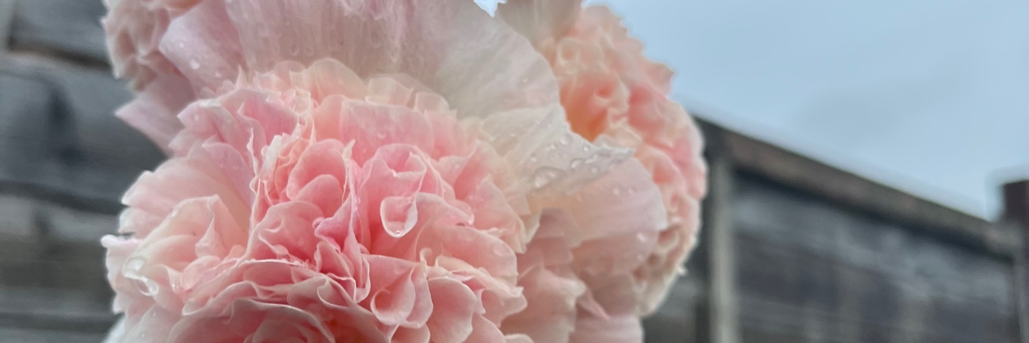 geniewish95's profile banner image