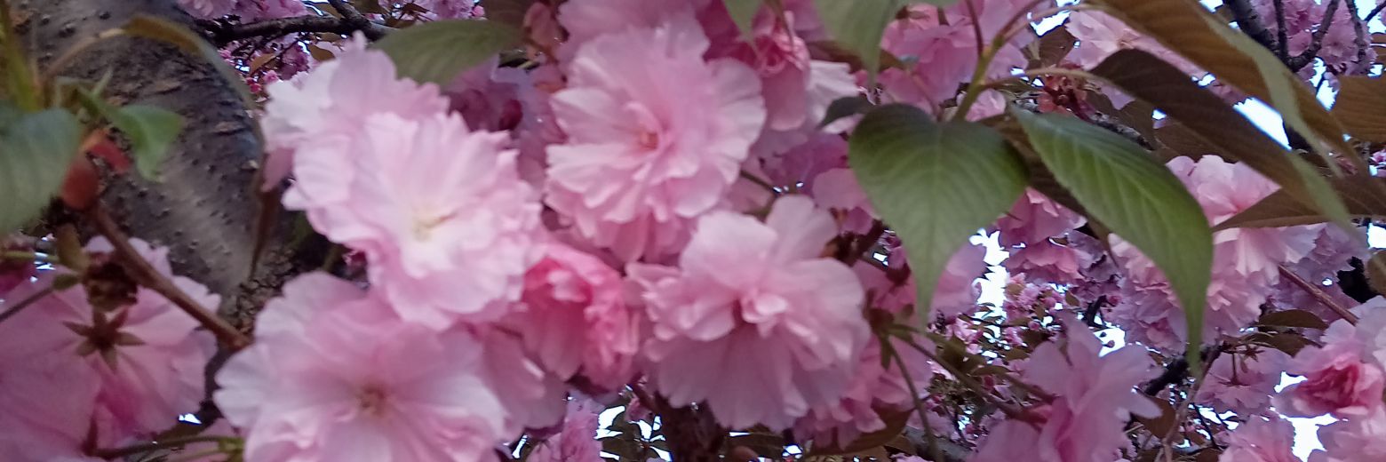 鬼灯♥ほおずき☪️ banner