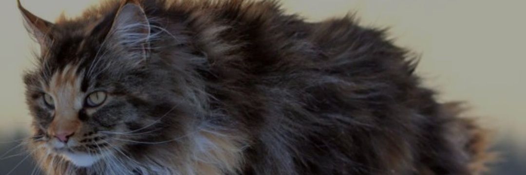 @NikLuz's banner