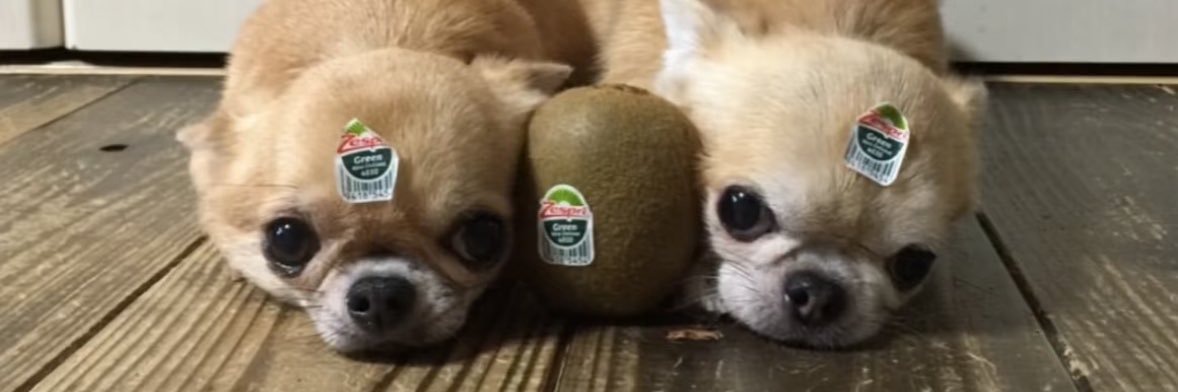 삼와와의 🎱톤트럭 banner