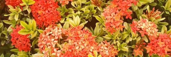 ميار 🦋ميار banner