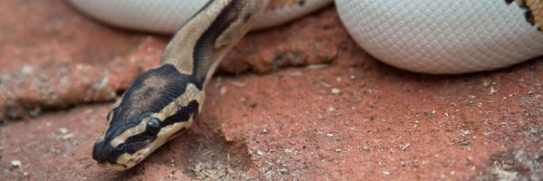 BallPythonLove3 Profile Banner