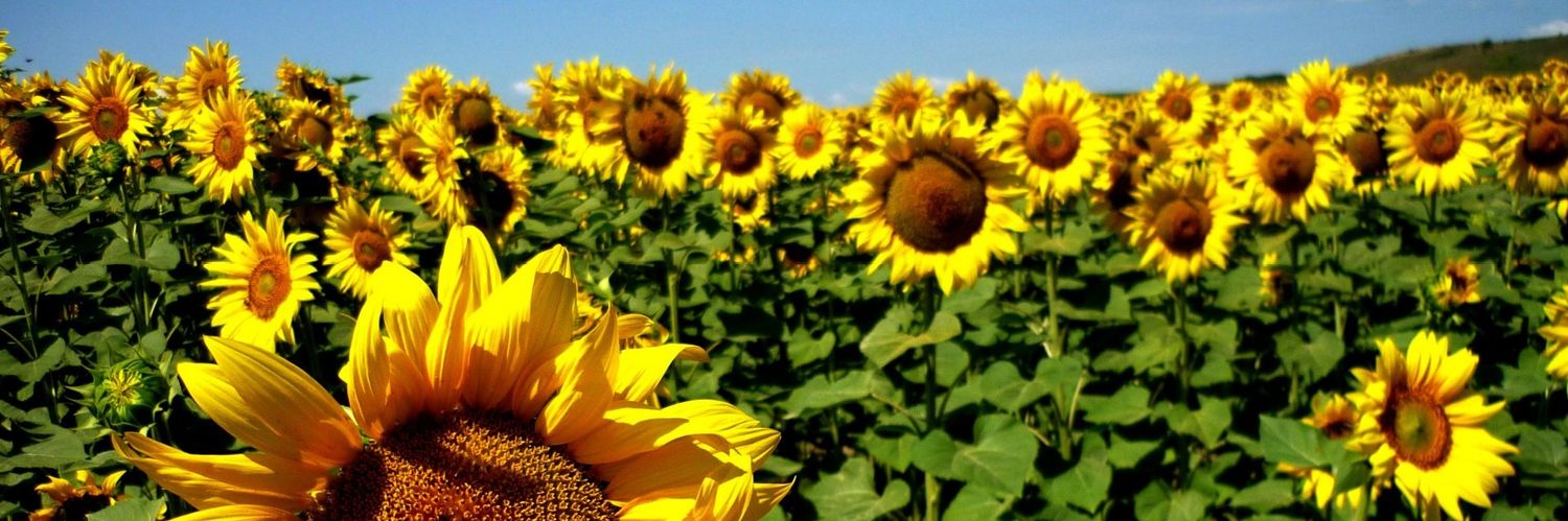 FernsDavd's profile banner image