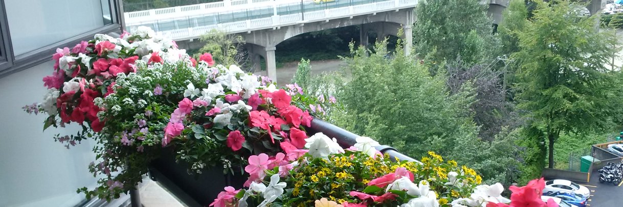 LucillePacey's profile banner image