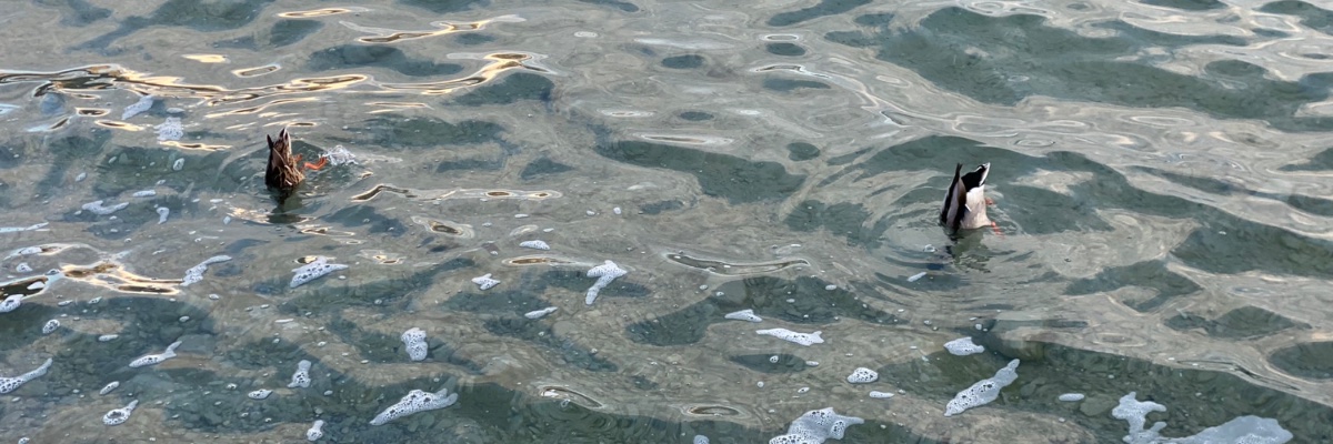ellsbbxo's profile banner image