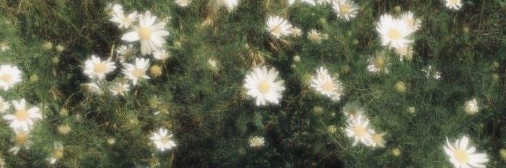 tete banner