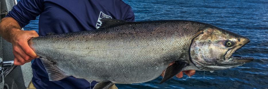 Tofino Saltwater Classic banner