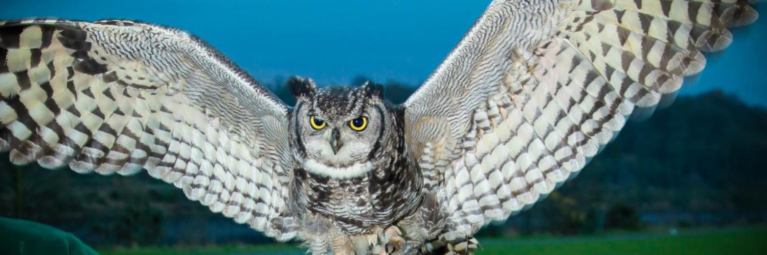 RSFalconry's profile banner image