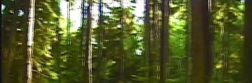 sydney 🏳️‍⚧️ banner