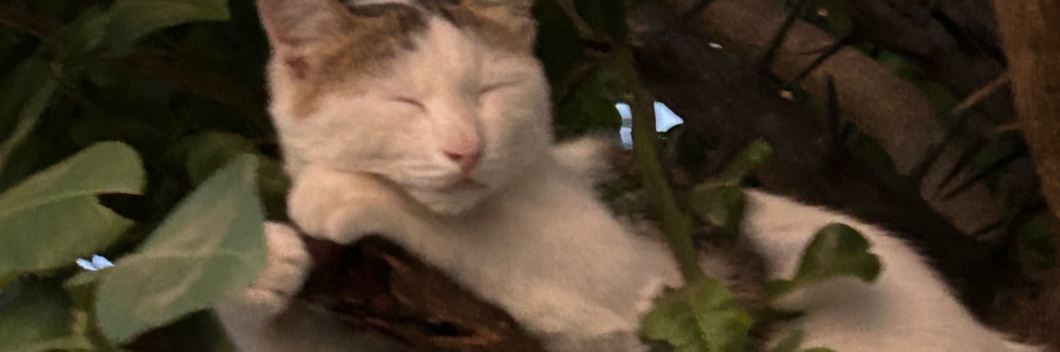 ねこ's banner