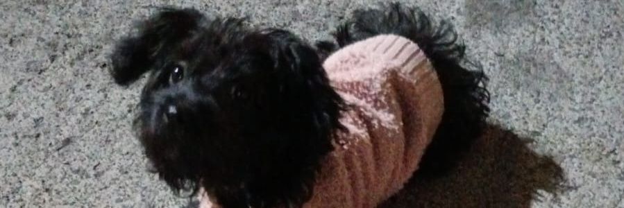 itzzi_pach's profile banner image