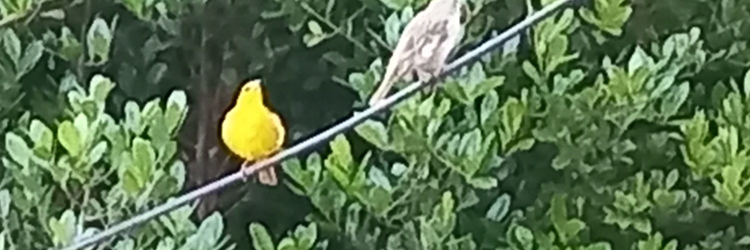 arcella1717's profile banner image