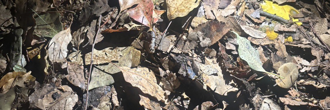 chinchin_rocket's profile banner image