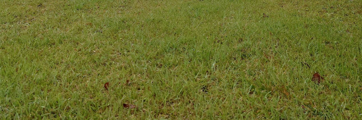 すぱるた猫🐝 banner