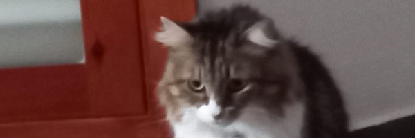 Guillem_04_ Profile Banner