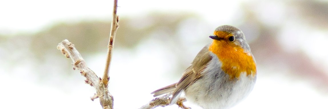 Dra. Roser Urreizti banner