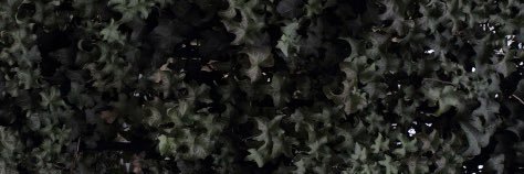 AccentLyrics's profile banner image
