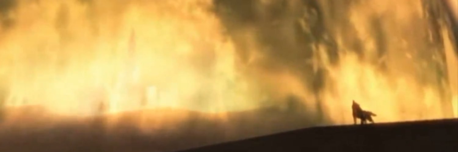 ⛼ Retro 🍉 banner