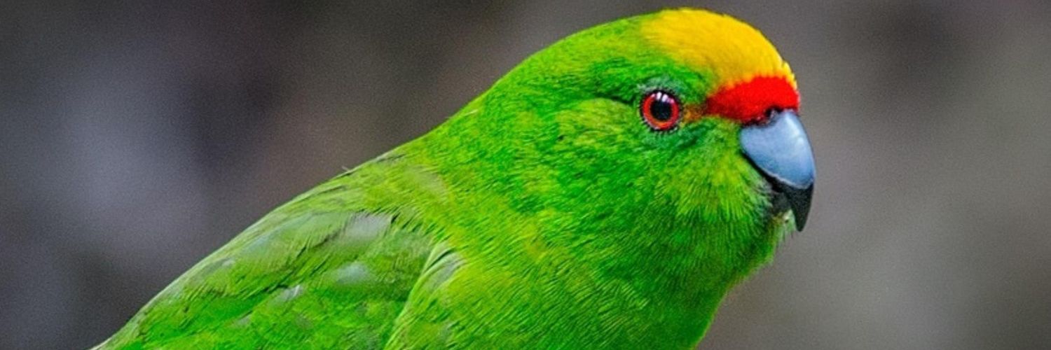 كرار العراقي banner