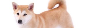 basedfemdog's profile banner image