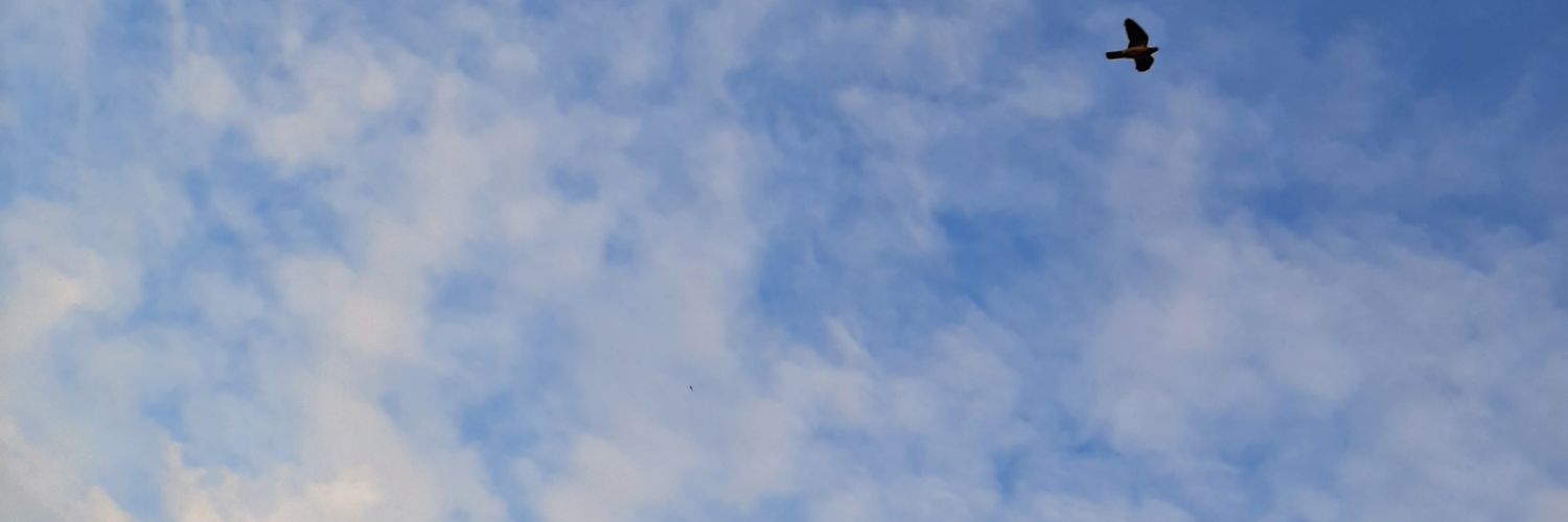 PatyAshraf's profile banner image