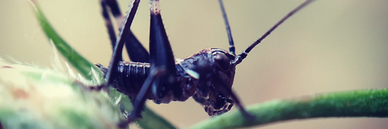 Carlos Candel banner