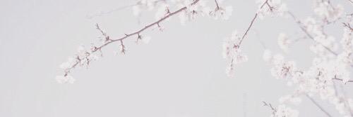 Sakuraallgdr's profile banner image