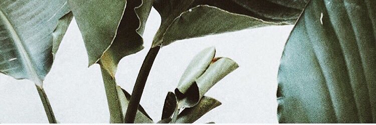 flacavasotti's profile banner image