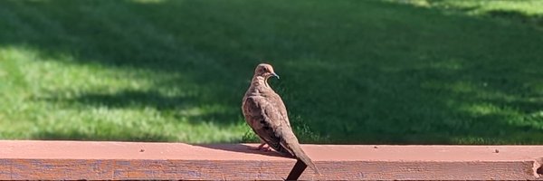 TheIckabog Profile Banner