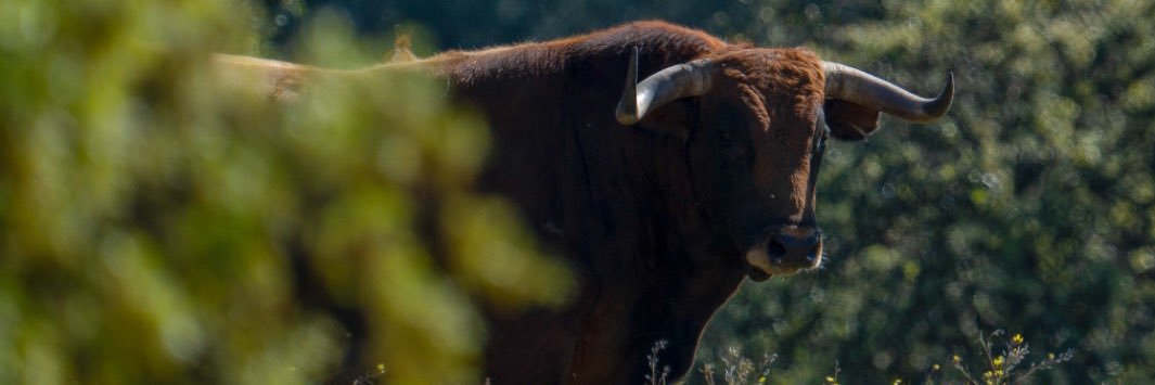 R. Gea Vázquez banner