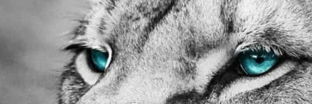 Shawn1Numa's profile banner image