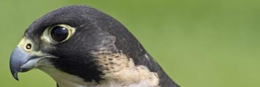 fermaec9's profile banner image