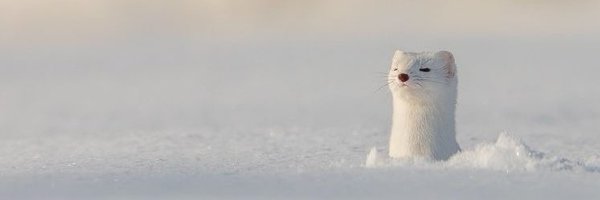 mellow_hj320 Profile Banner