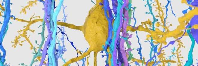 Samantha Hurh banner