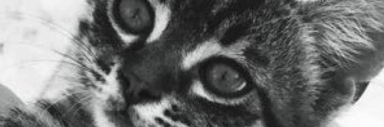 ceceokocha's profile banner image