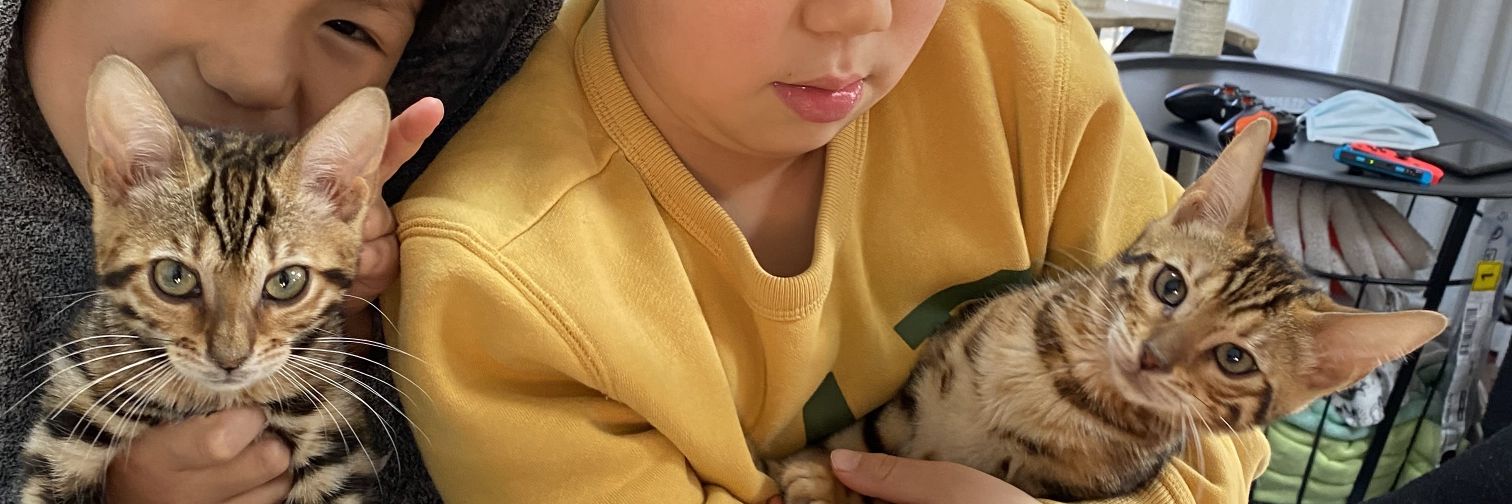 千葉の猫たち banner