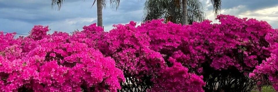 claudiachavez73's profile banner image