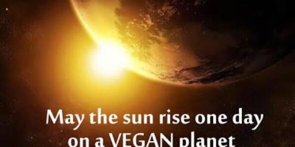TtheVegan's profile banner image