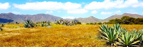 pinchito Profile Banner