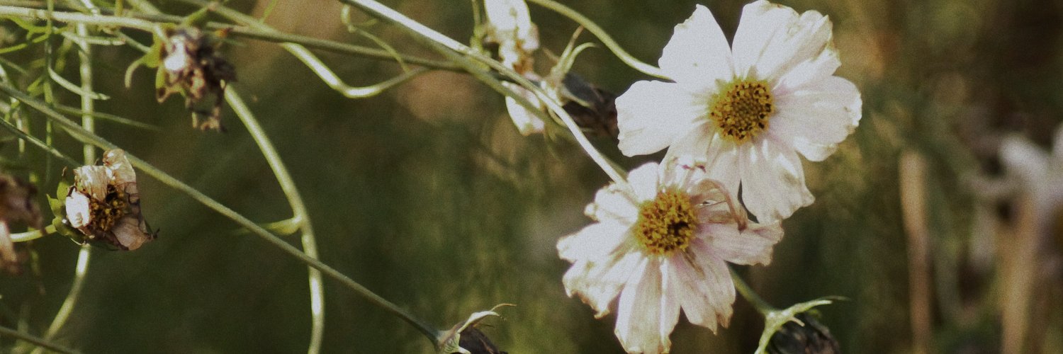 julia banner